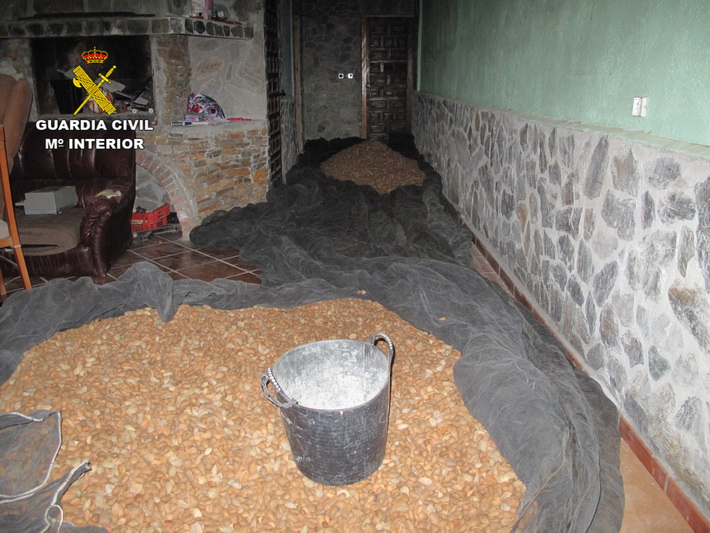 La Guardia Civil pone a disposición judicial a ocho individuos por la sustracción de casi tres toneladas de almendras